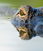 Alligator eye reflecting in water