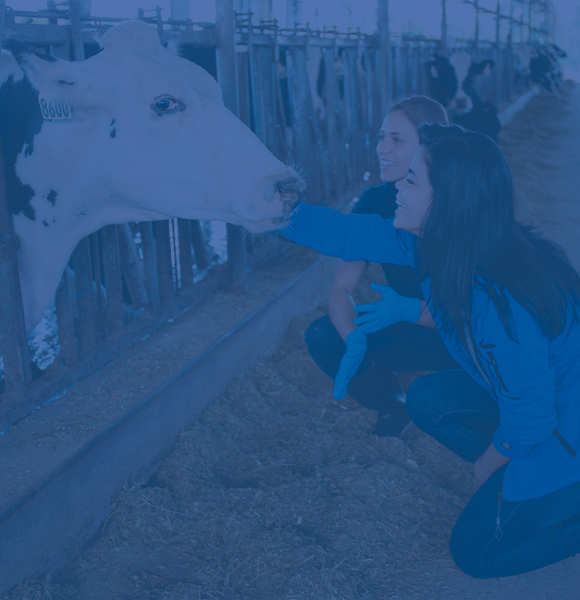 Two students looking at dairy cows