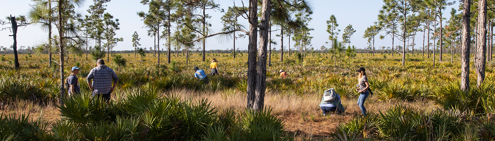 Three pairs of students collect biodiversity samples in a young pine forest.