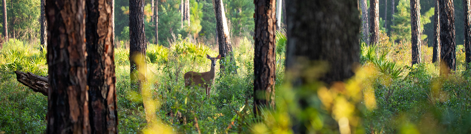 A doe (deer) stands among tall pine trees while staring at the camera for her picture. 