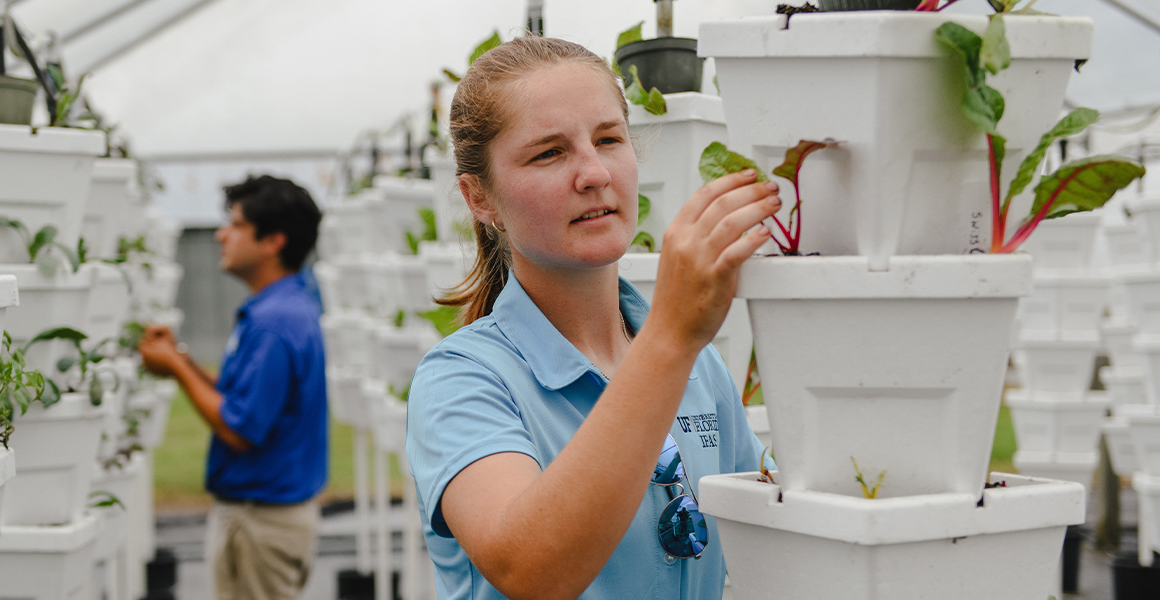 Student in a blue polo shirt checks on a plant in a vertical garden within a greenhouse.